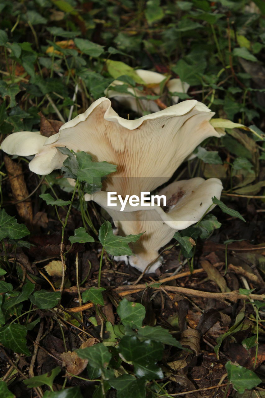 Close-up of mushrooms growing on plant