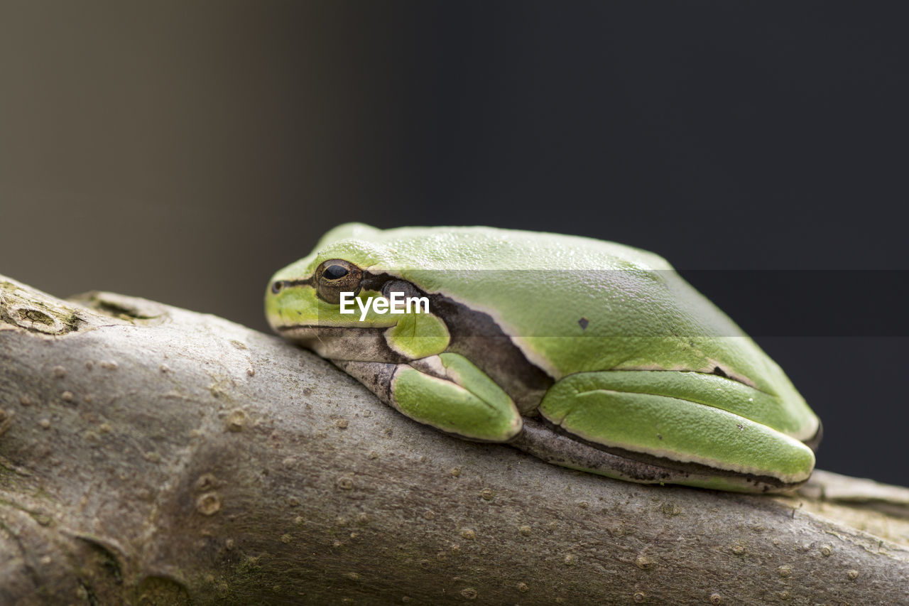 Tropical green tree frog on a fig branch in front of dark background, side view point