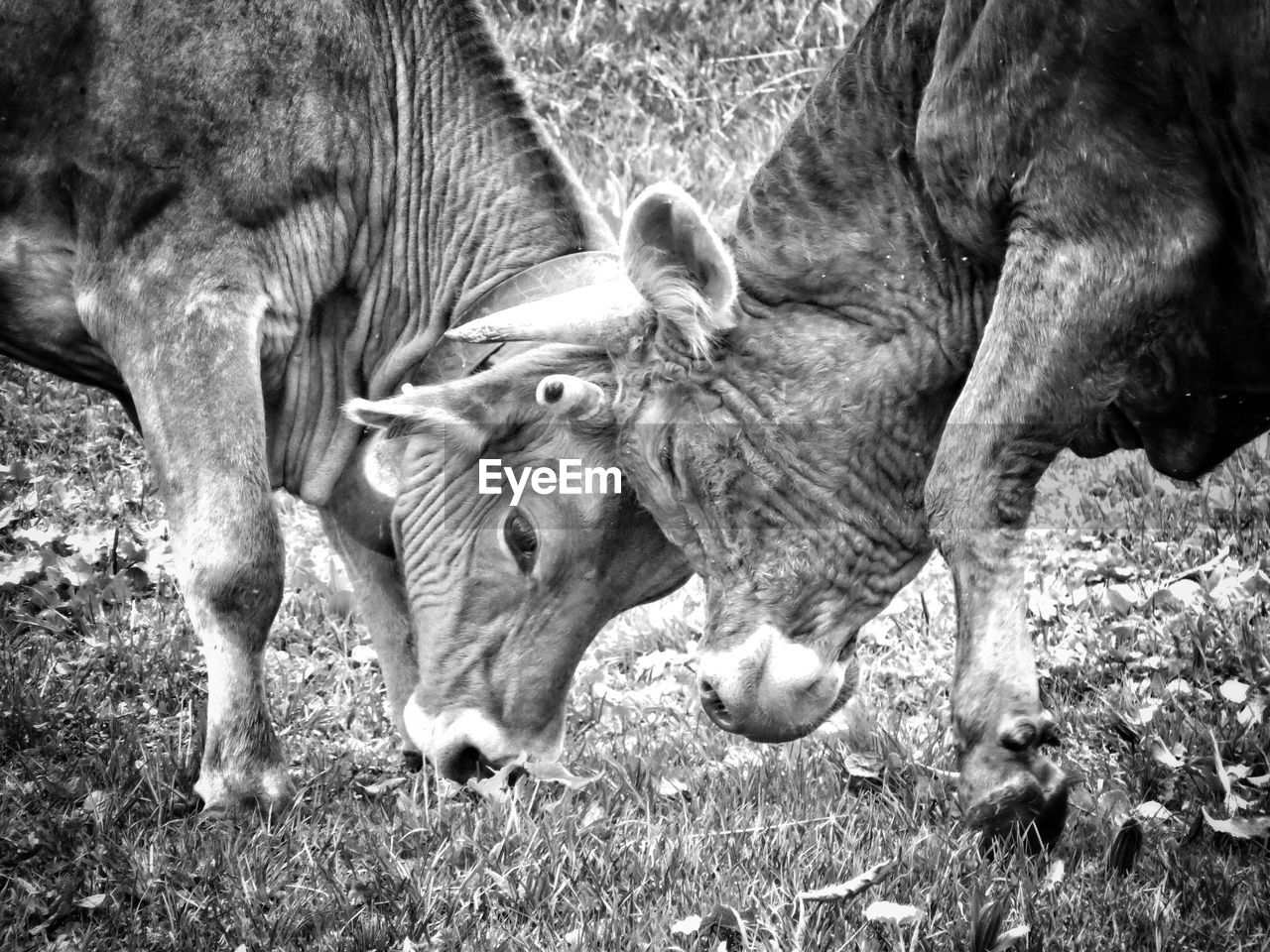 HERD OF SHEEP IN FIELD