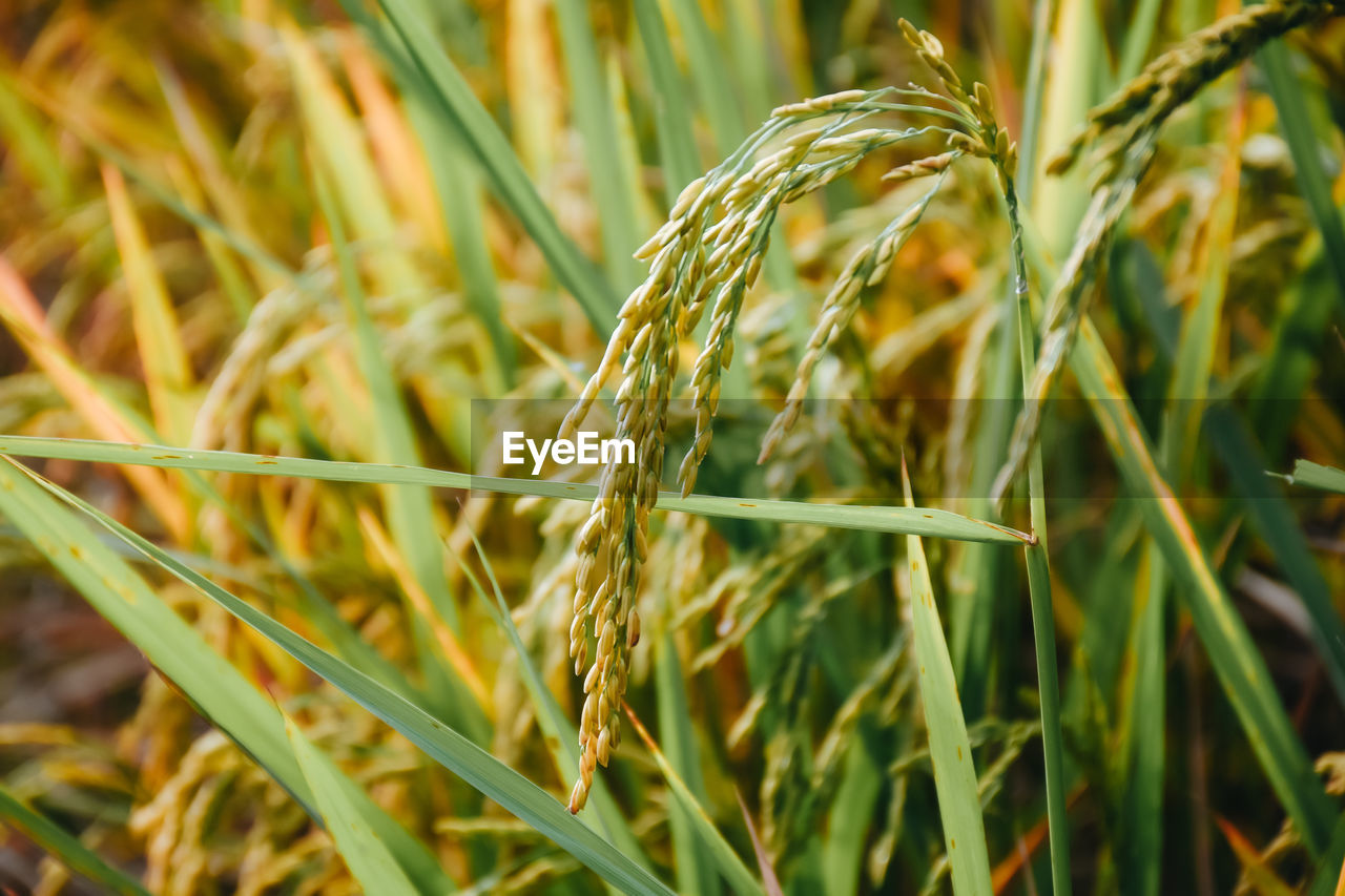 plant, agriculture, crop, growth, cereal plant, field, food, rural scene, nature, land, farm, landscape, close-up, grass, food and drink, no people, beauty in nature, focus on foreground, wheat, green, outdoors, day, barley, environment, prairie, selective focus