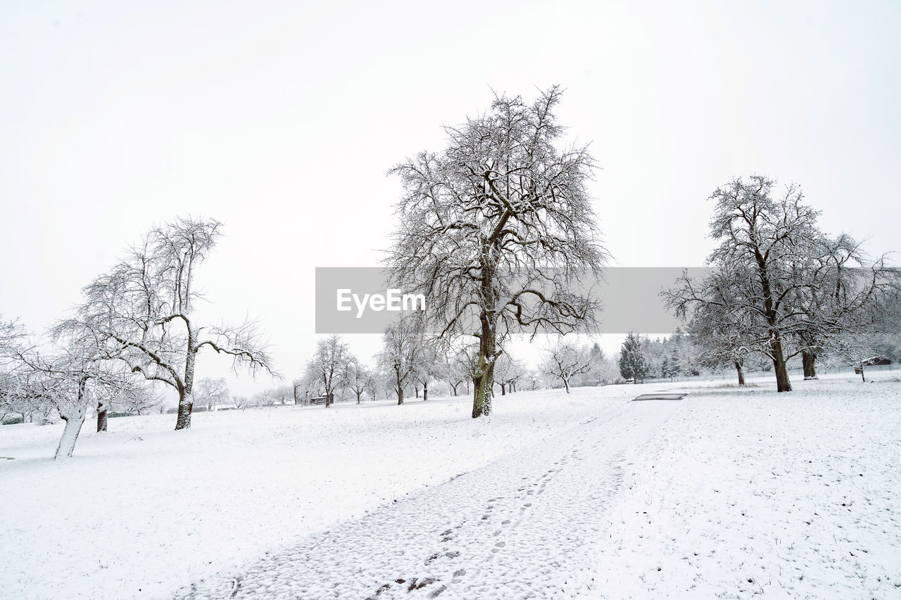 BARE TREES ON SNOW COVERED FIELD AGAINST CLEAR SKY