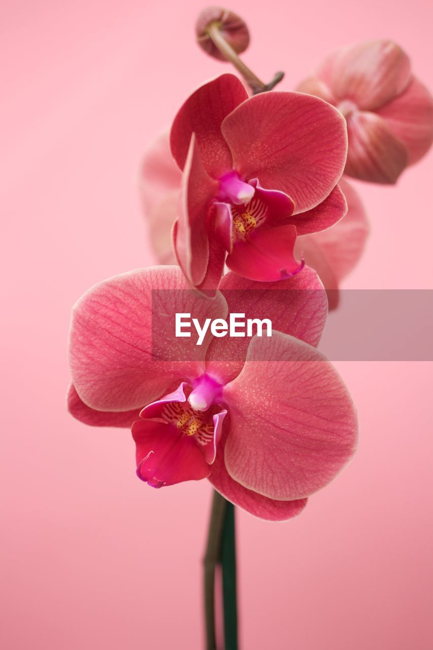 CLOSE-UP OF PINK ORCHID FLOWERS