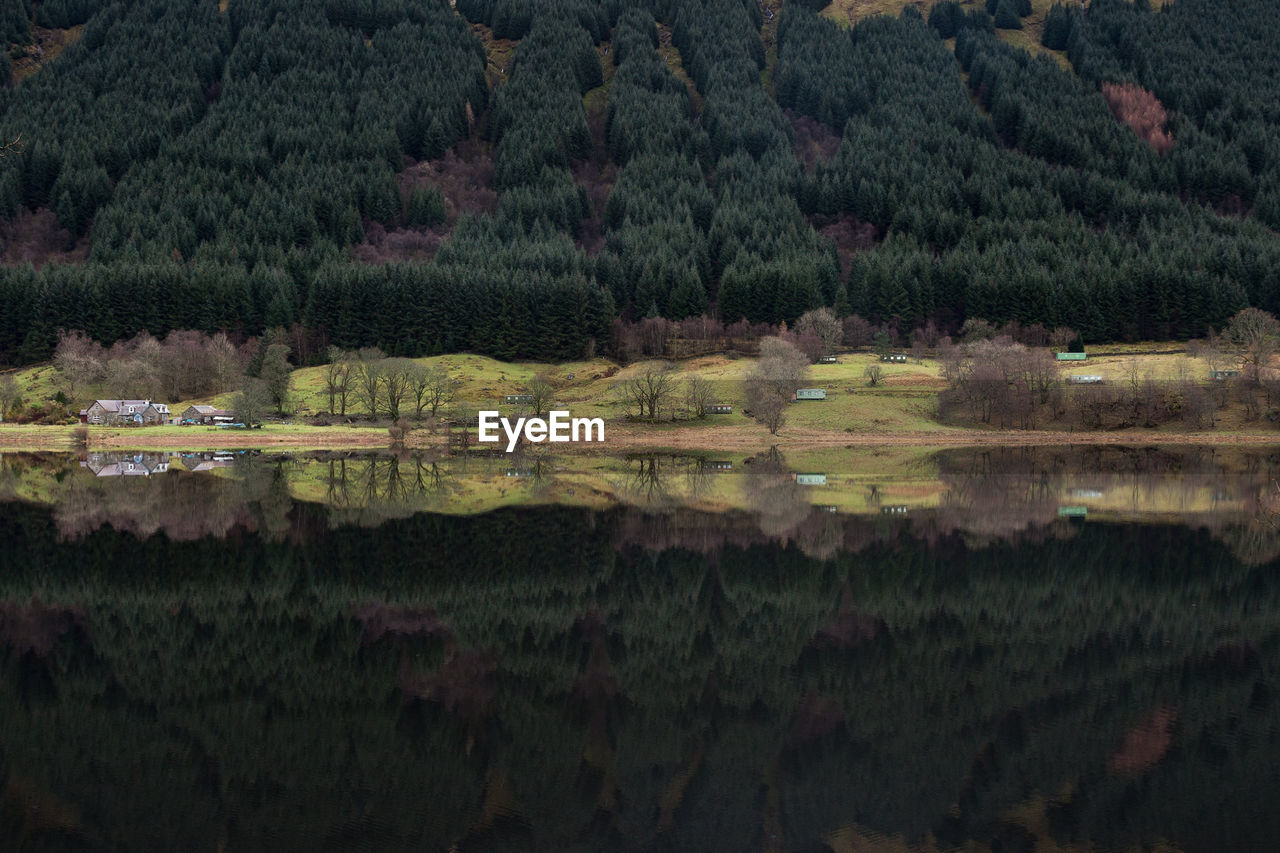 Scenic view of lake in forest