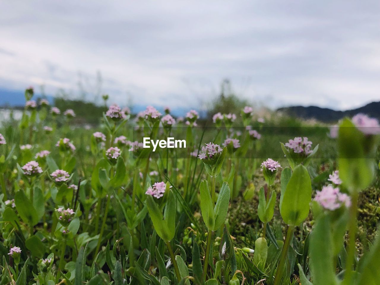 Close-up of purple flowering plants on field