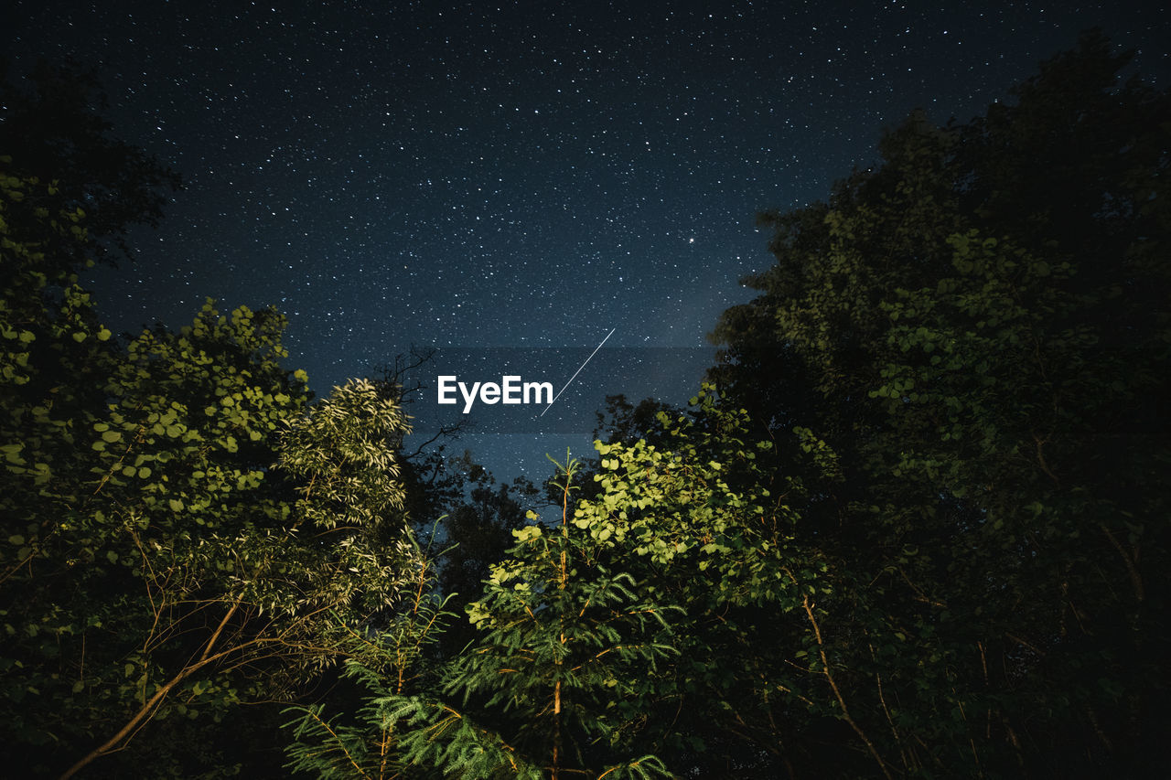 Low angle view of trees against sky at night