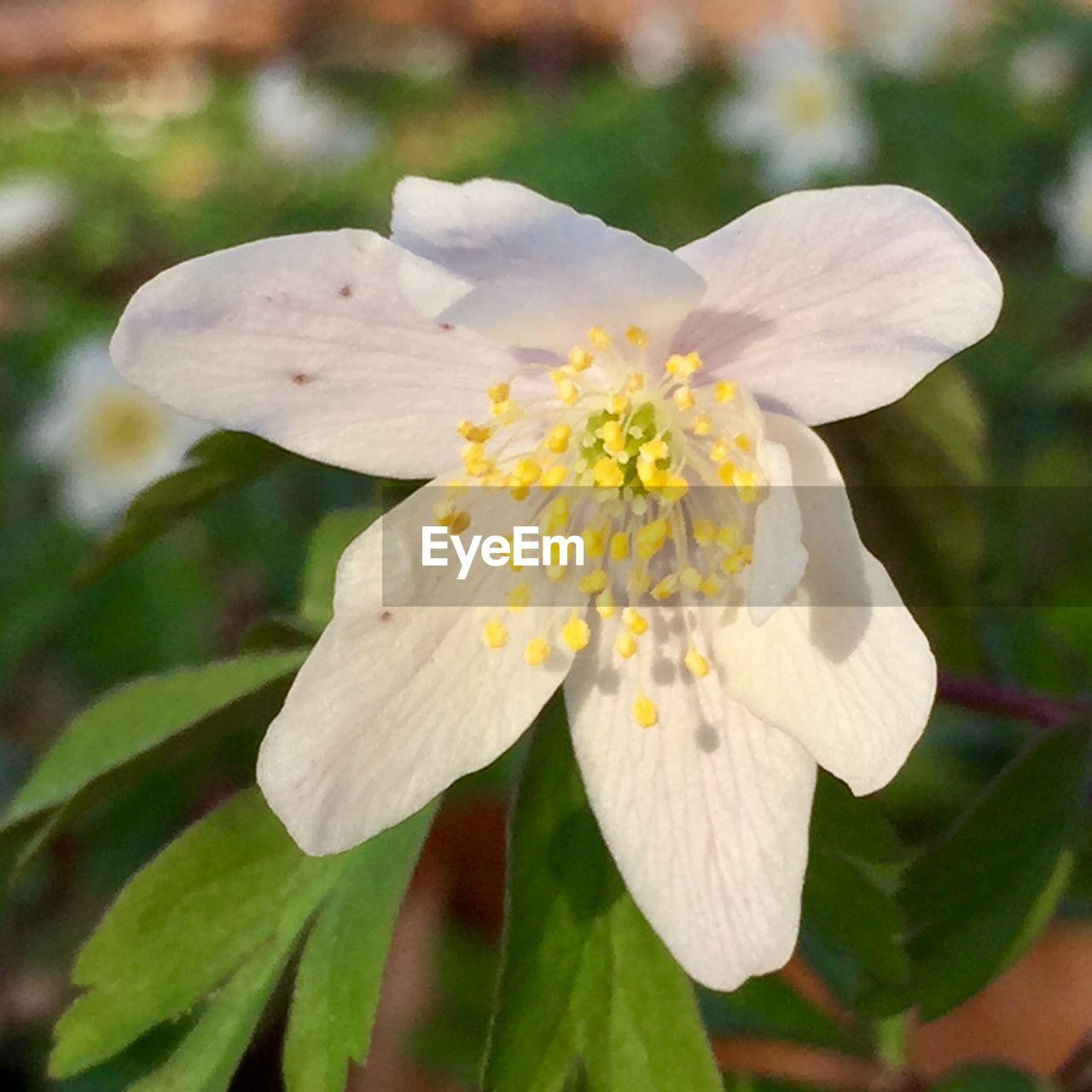 flower, flowering plant, plant, beauty in nature, freshness, fragility, close-up, flower head, petal, white, inflorescence, growth, pollen, nature, focus on foreground, no people, stamen, blossom, botany, outdoors, springtime, leaf, plant part, yellow, day, wildflower