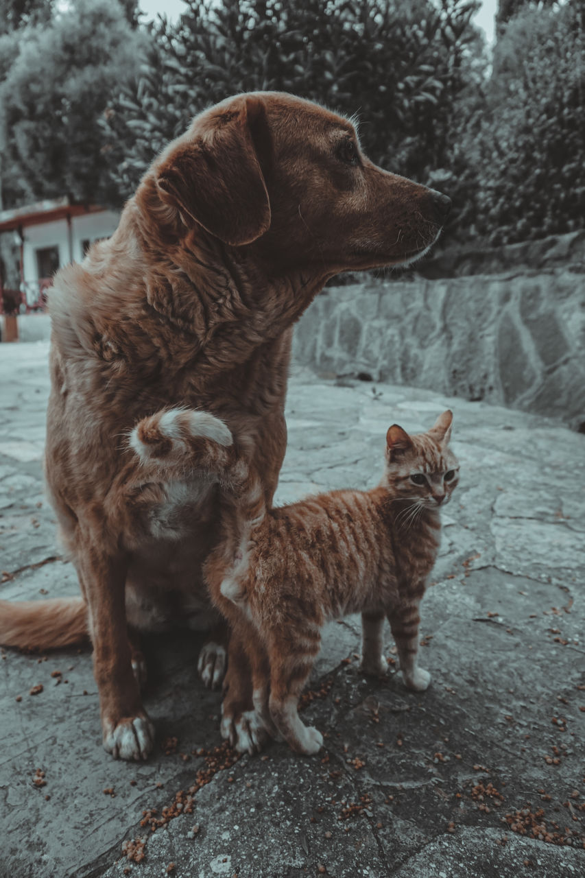 animal, animal themes, mammal, pet, domestic animals, cat, group of animals, no people, two animals, carnivore, day, tree, nature, canine, snow, dog, standing, togetherness