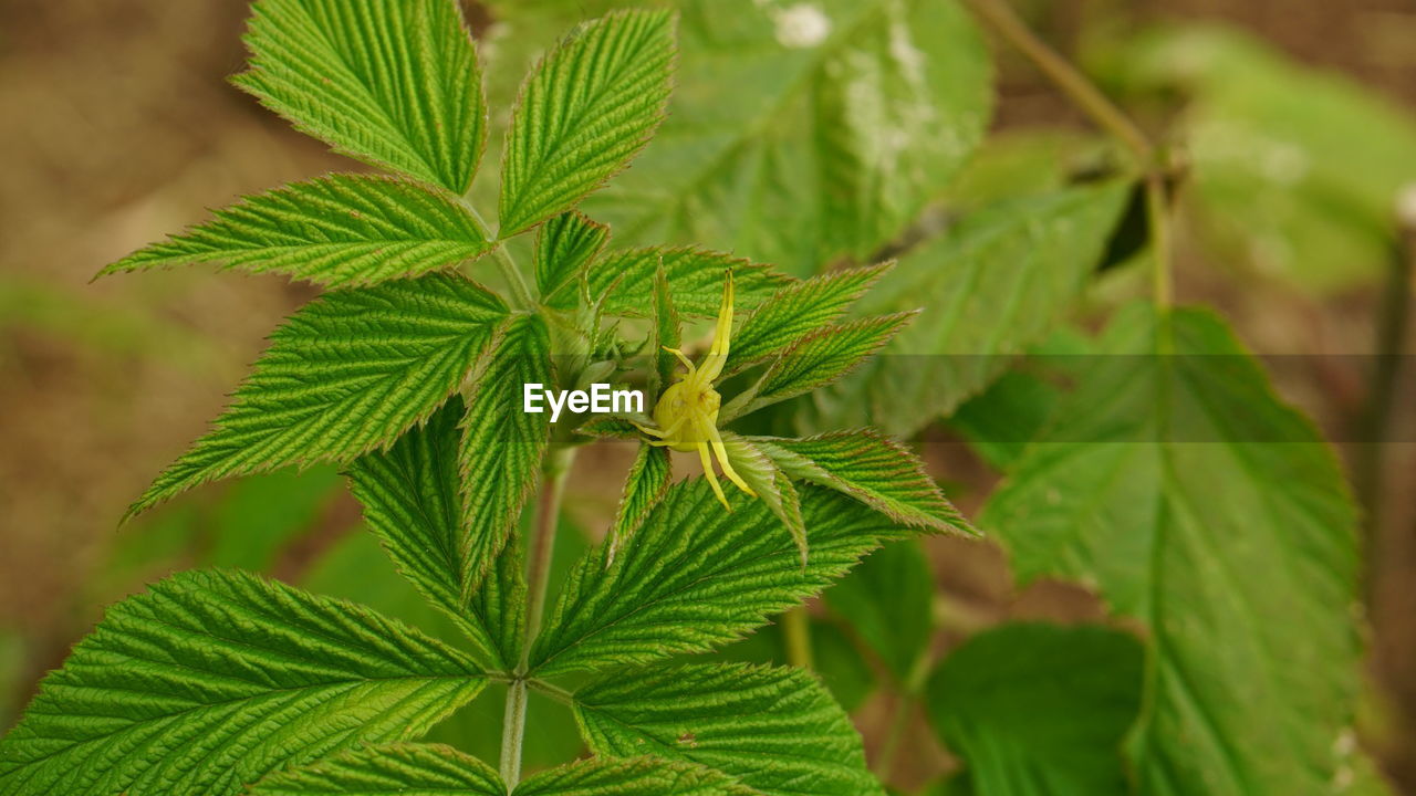 leaf, plant part, plant, green, nature, tree, herb, healthcare and medicine, cannabis, flower, close-up, food and drink, no people, medicine, food, growth, cannabis plant, outdoors, beauty in nature, social issues, alternative medicine, day, focus on foreground, shrub