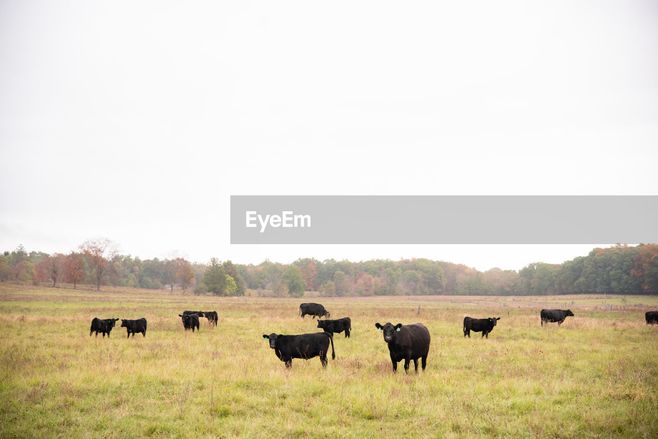 Cows in a foggy field