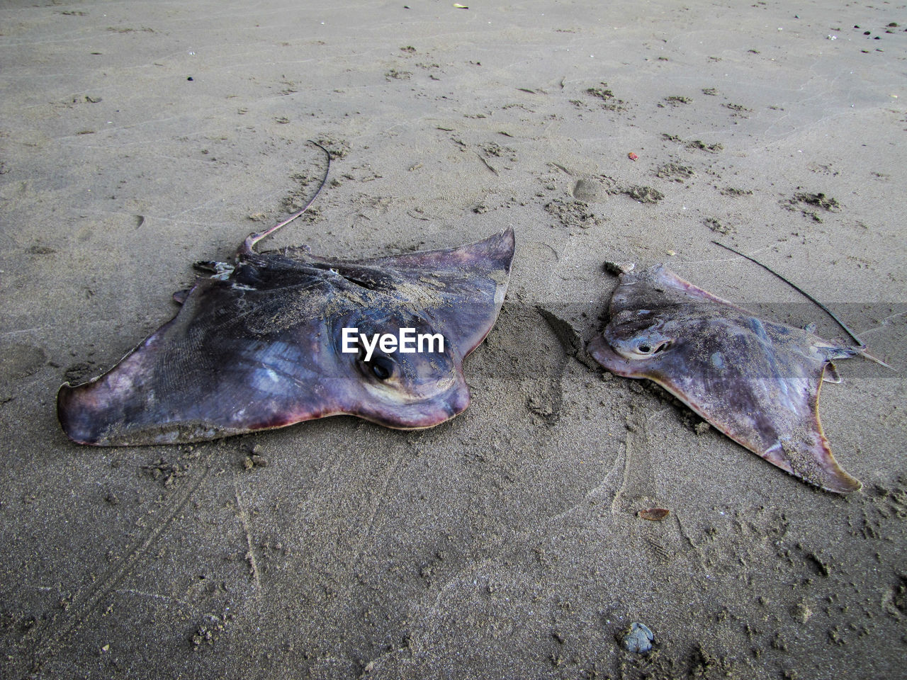 HIGH ANGLE VIEW OF FISH ON SAND