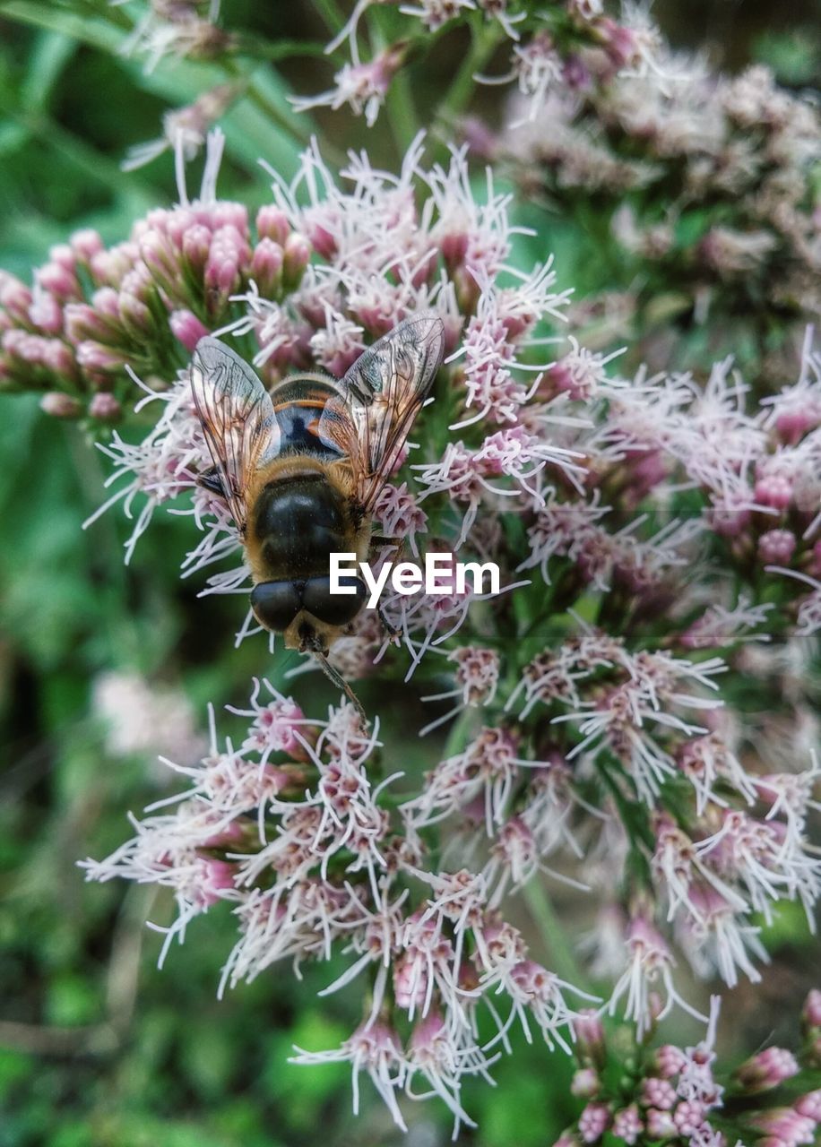 Close-up of queen bee pollinating on flower