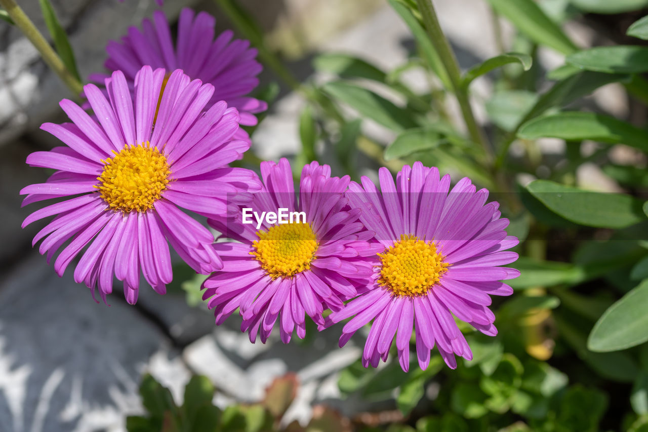 CLOSE-UP OF PINK FLOWERS