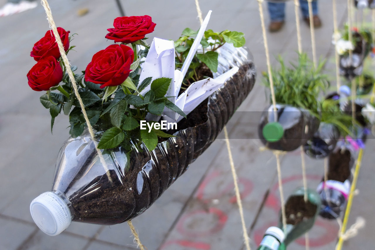 High angle view of red roses growing in plastic bottle