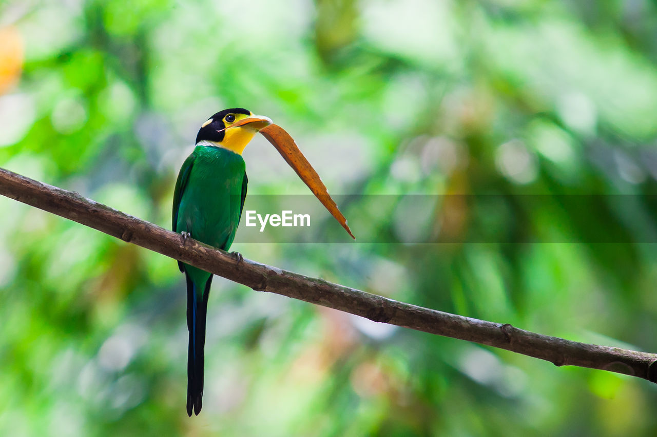 BIRD PERCHING ON BRANCH