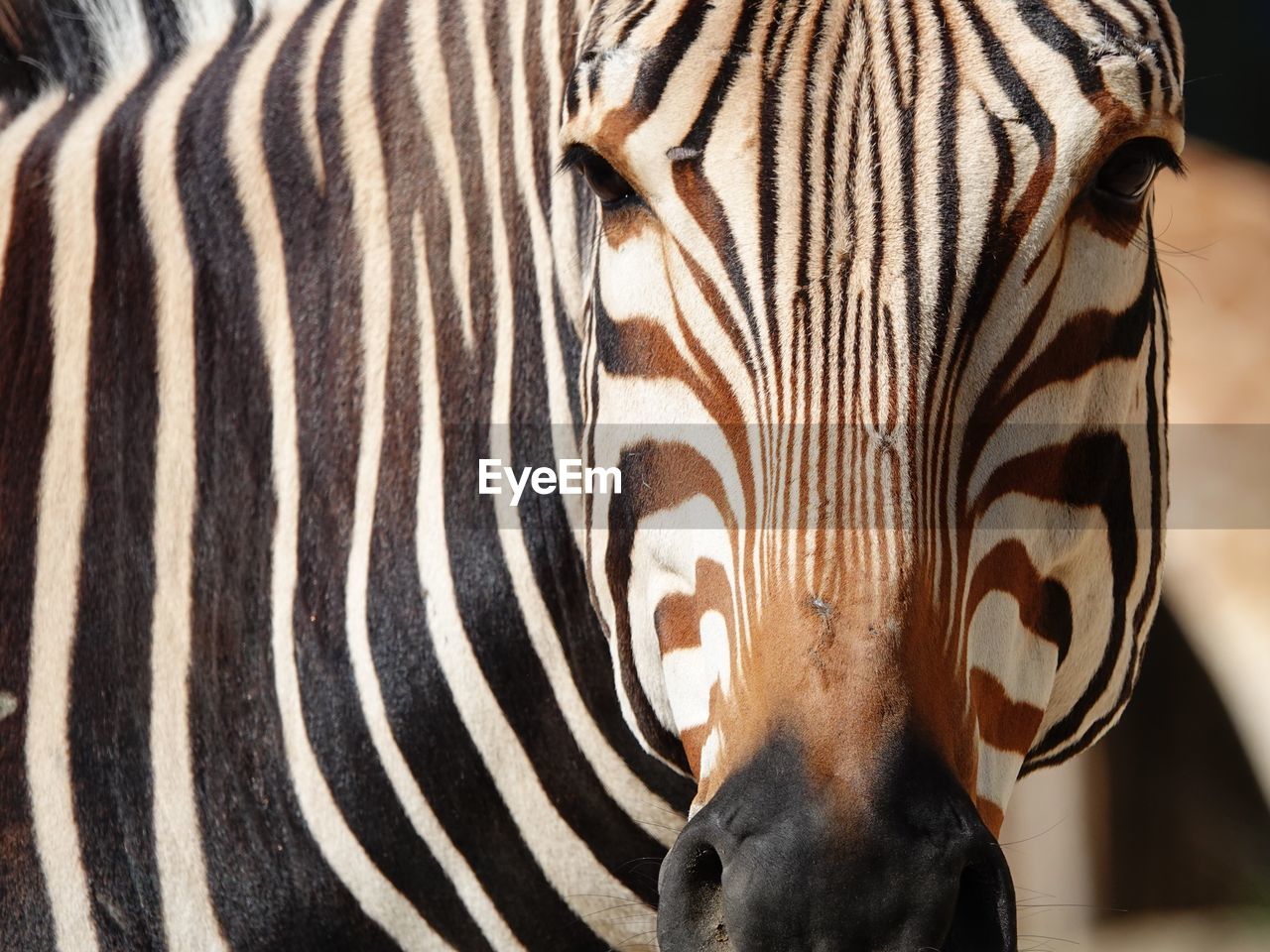 Close-up of zebra in zoo