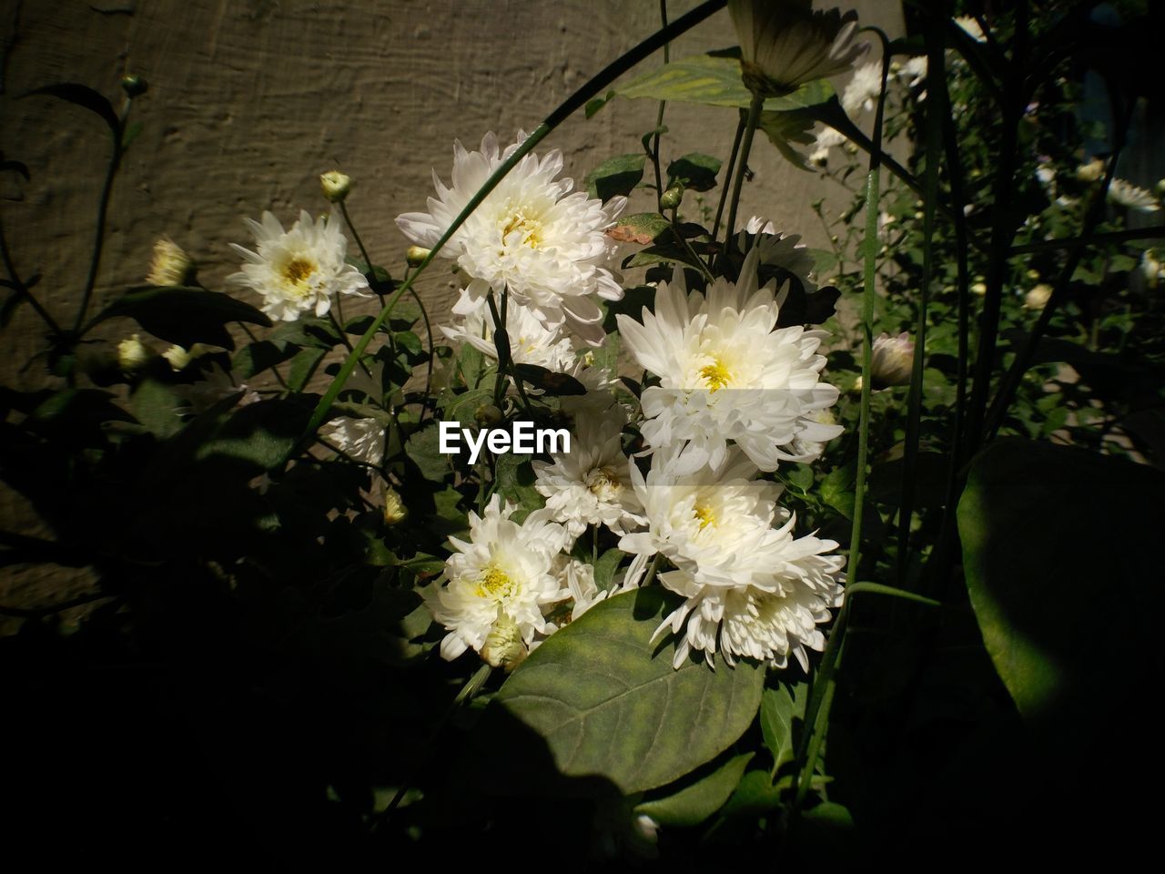 CLOSE-UP OF PLANT WITH FLOWERS