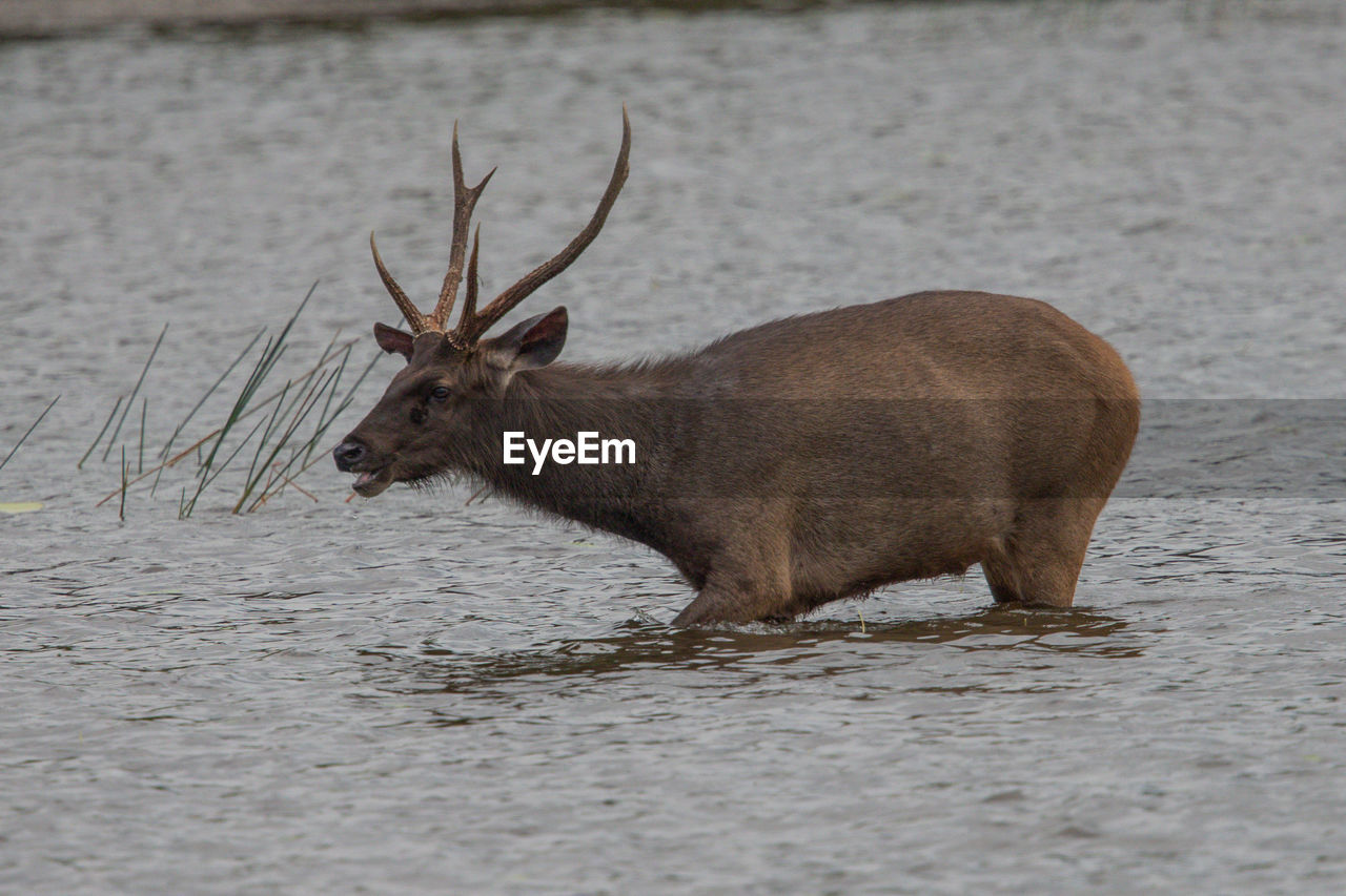 SIDE VIEW OF DEER IN THE WATER