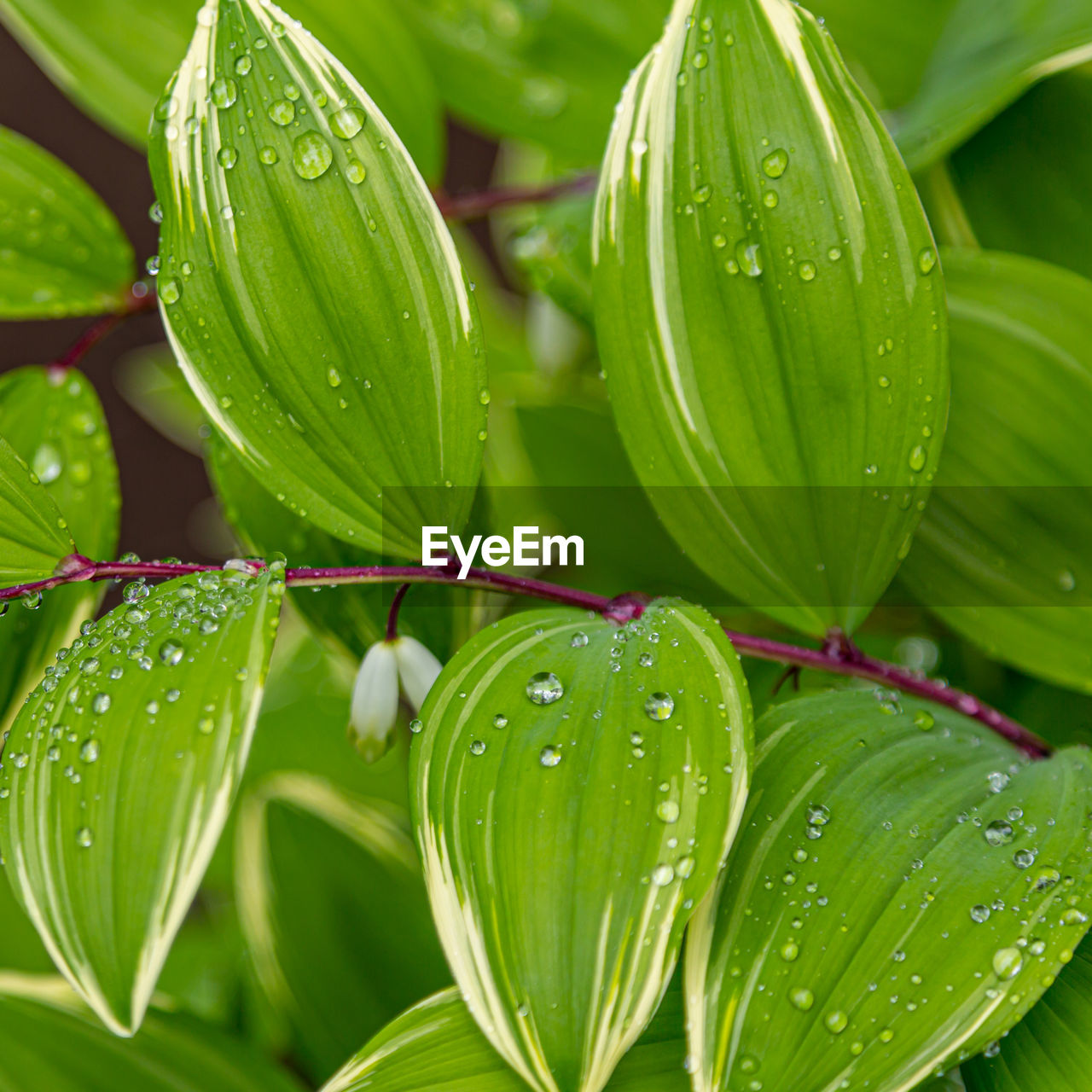 CLOSE-UP OF WET PLANT LEAVES