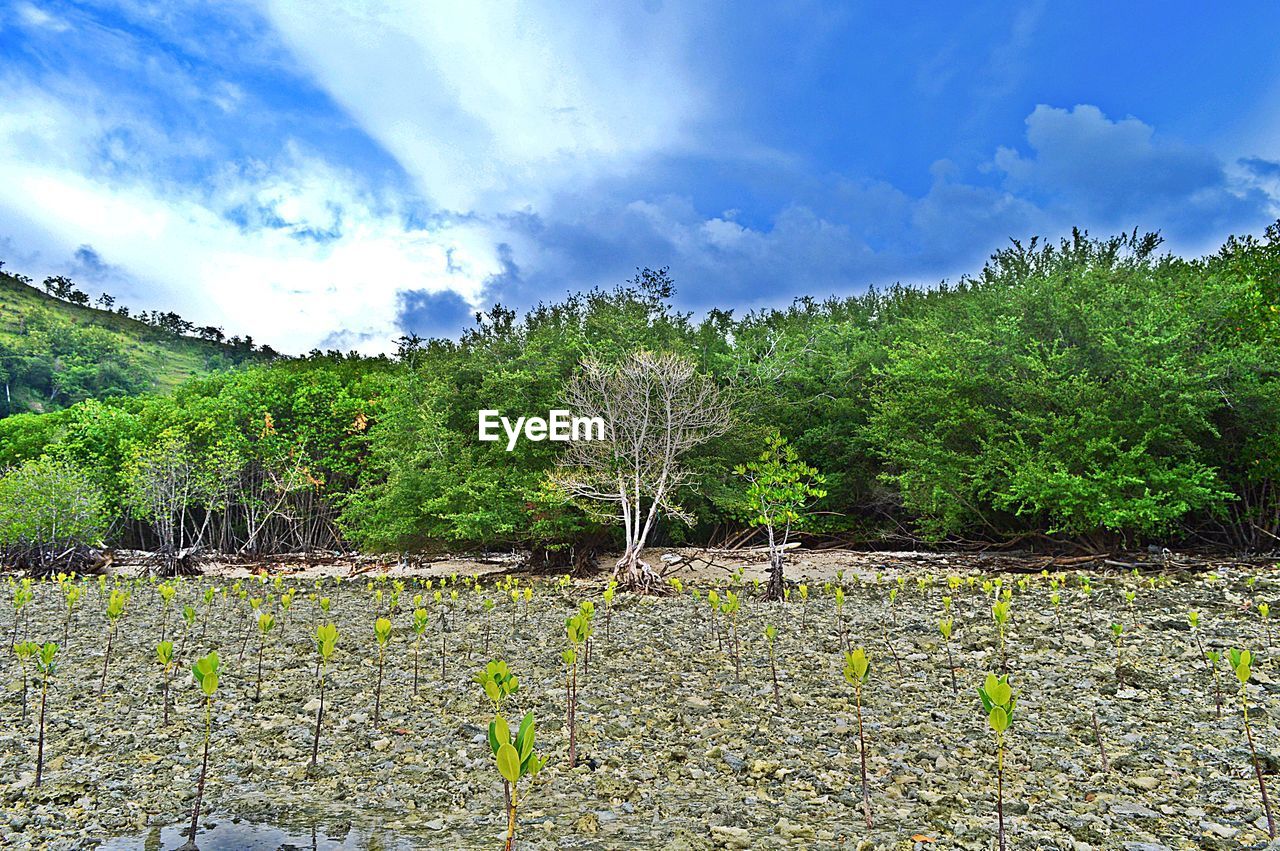 PLANTS GROWING ON FIELD AGAINST SKY