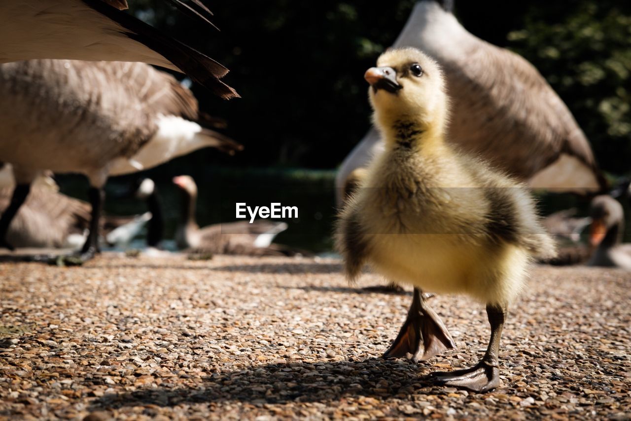 Gosling against geese on field