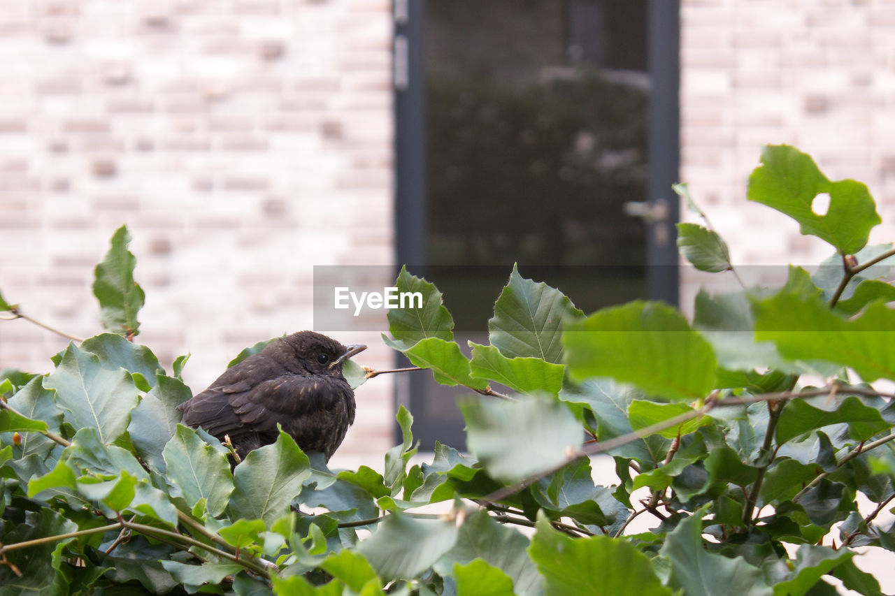 CLOSE-UP OF SPARROW PERCHING ON PLANT