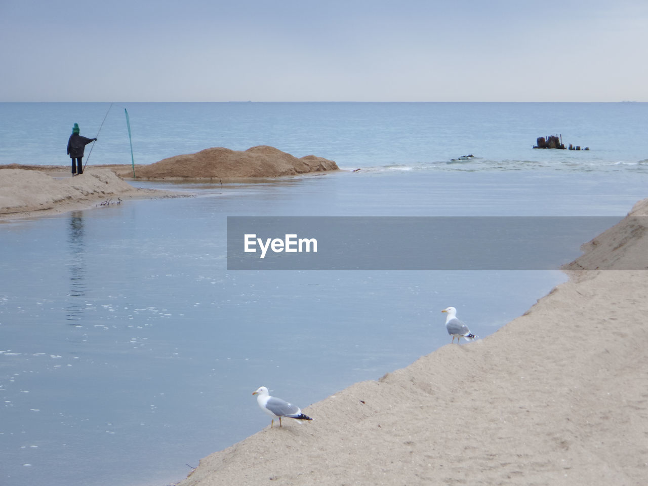 BIRDS ON BEACH