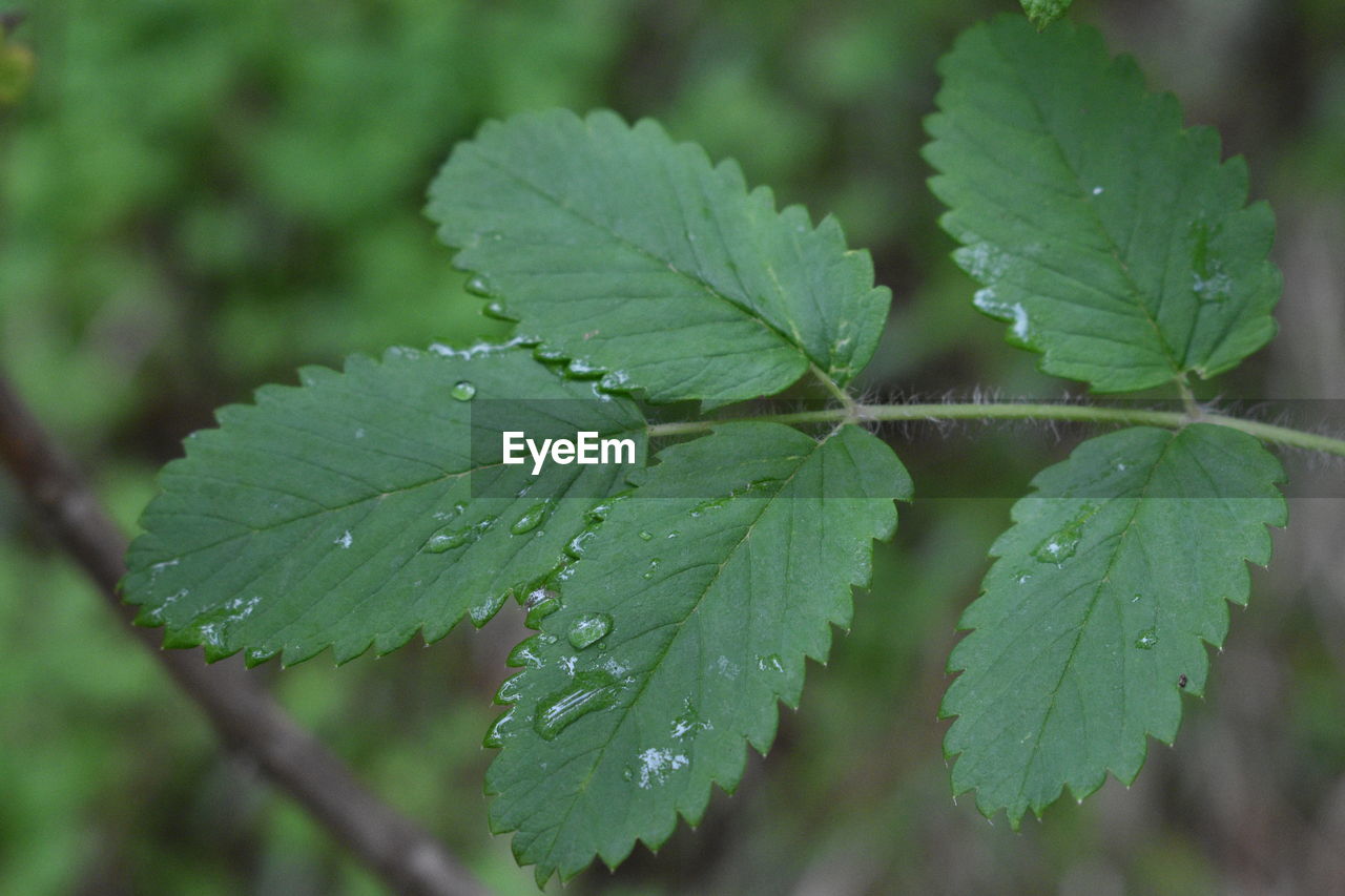 Close-up of wet plant leaves