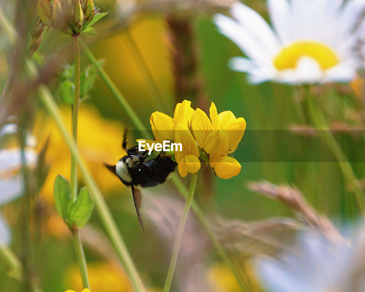 Close-up of bumblebee on yellow flower