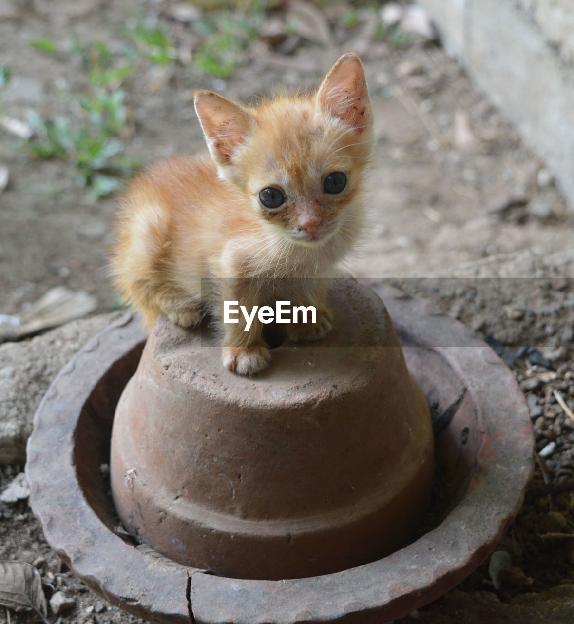 Portrait of kitten sitting on built structure