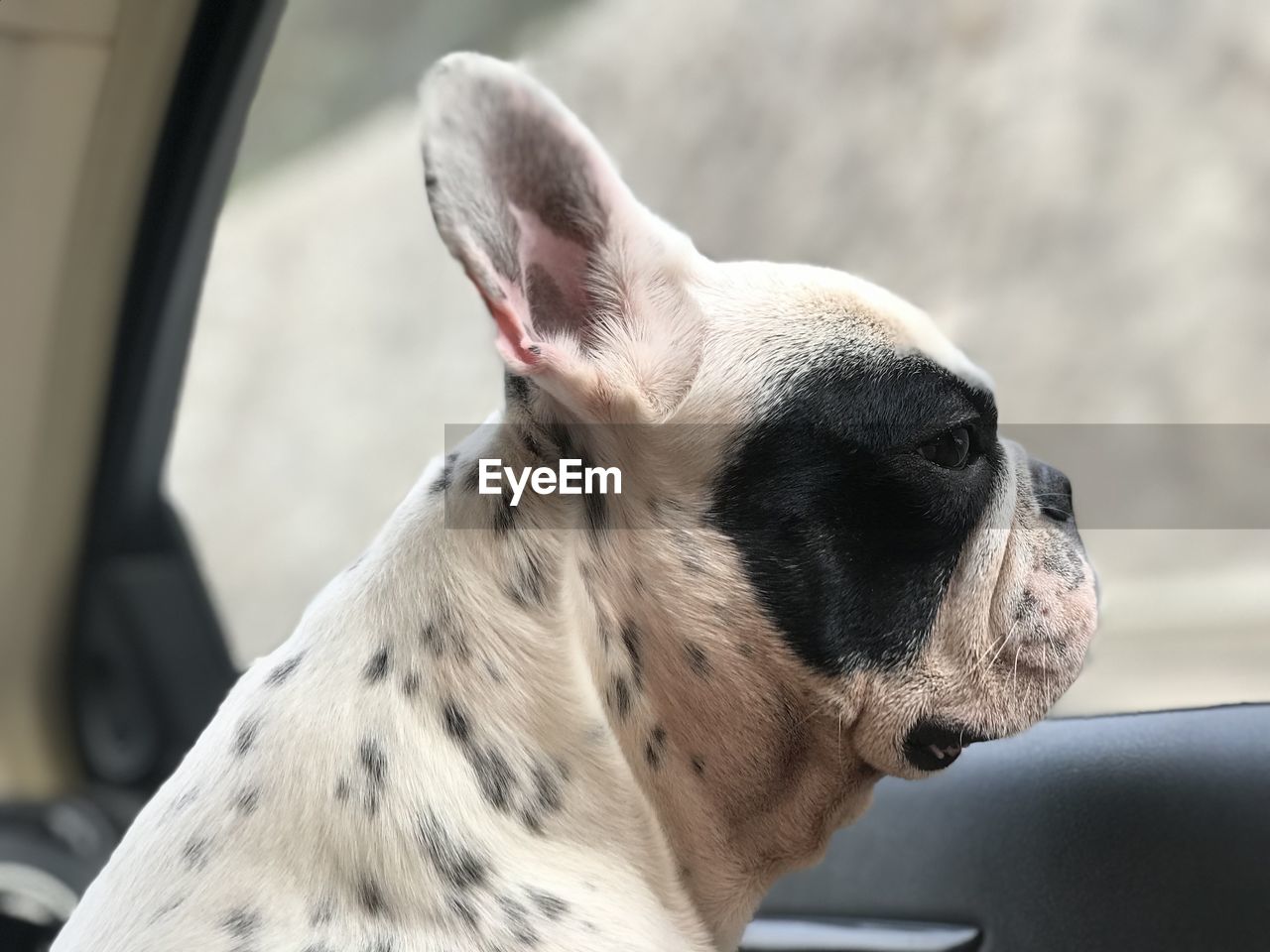 Close-up of dog looking away