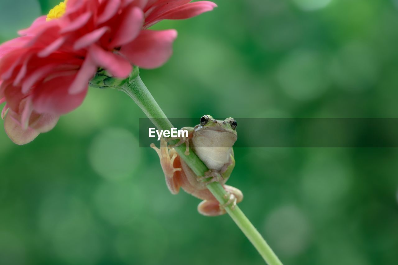 Close-up tree frog on the red flower