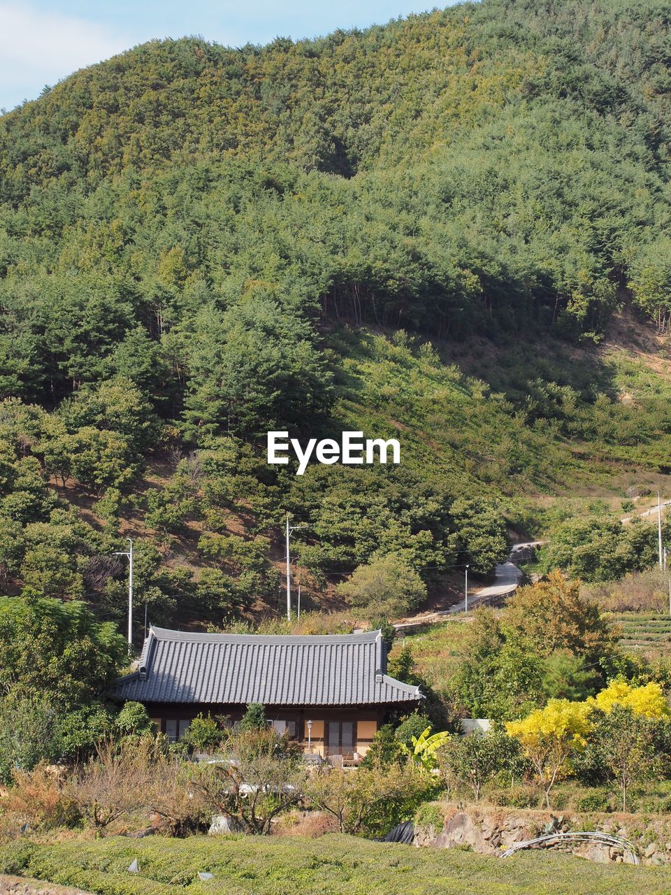 View of trees in forest