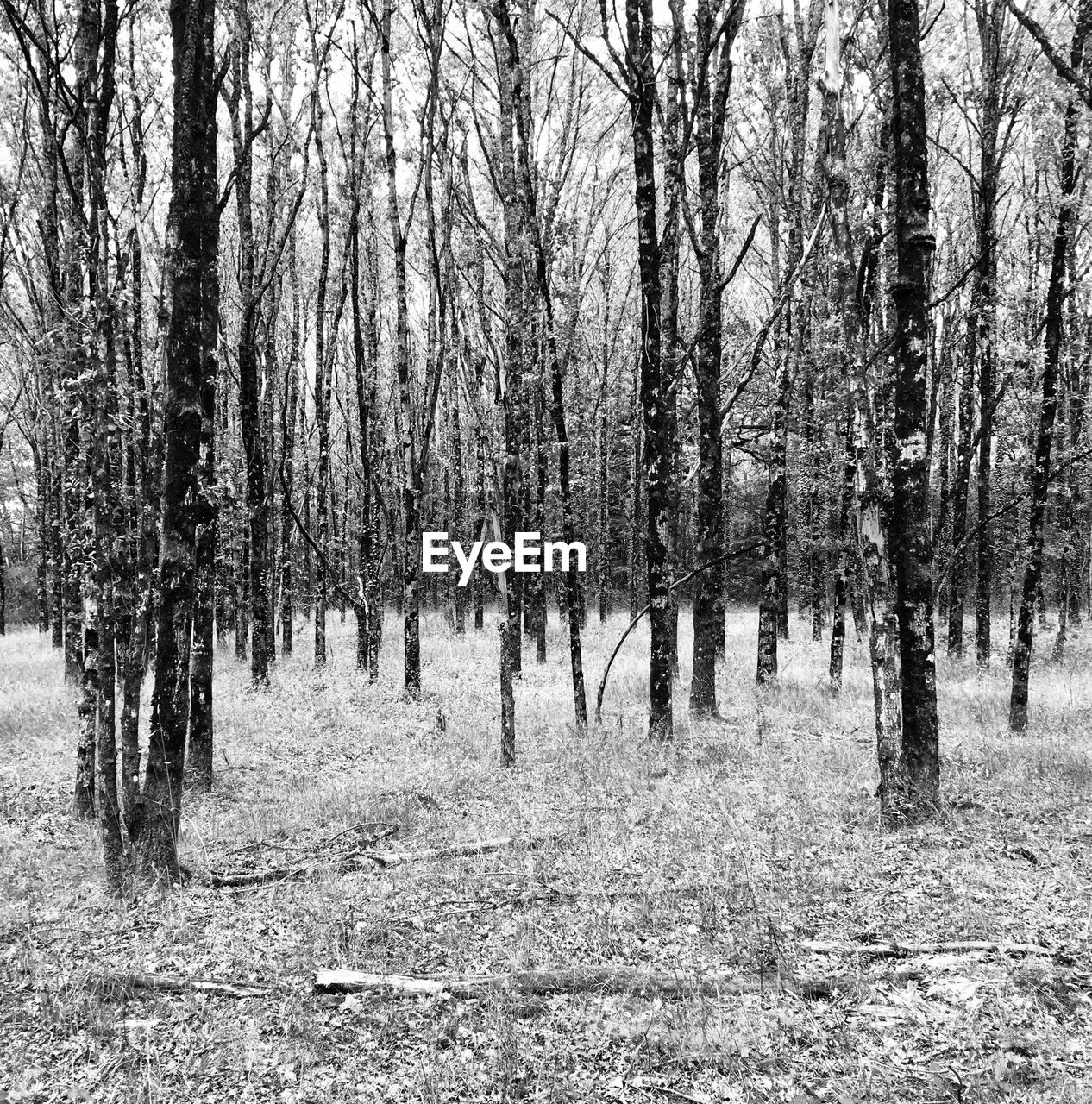 PANORAMIC SHOT OF TREES ON FIELD