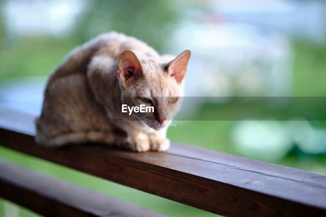 An adult cat of the cornish rex breed. bokeh. selective focus.