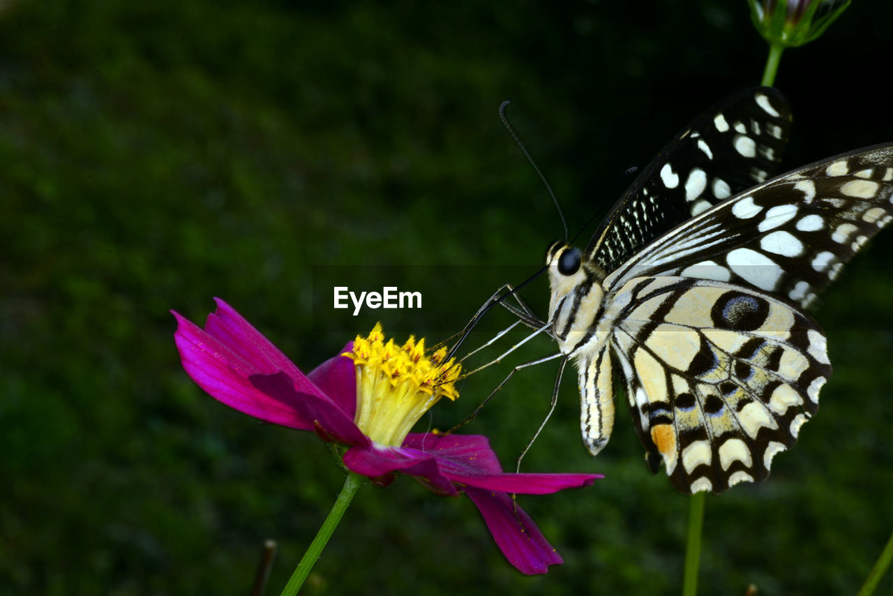 BUTTERFLY POLLINATING FLOWER