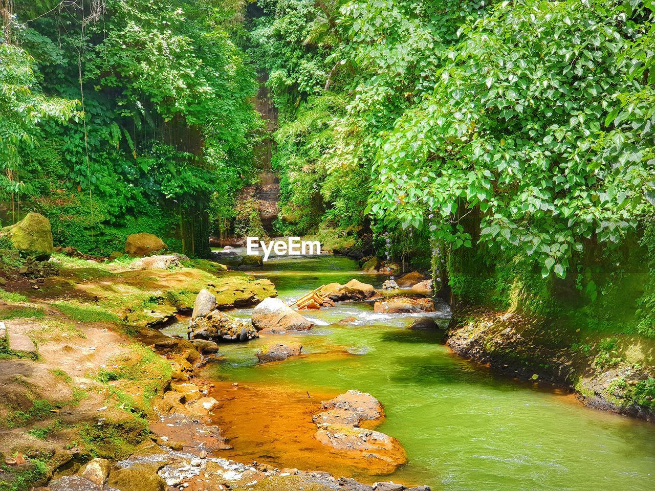 Scenic view of stream in forest