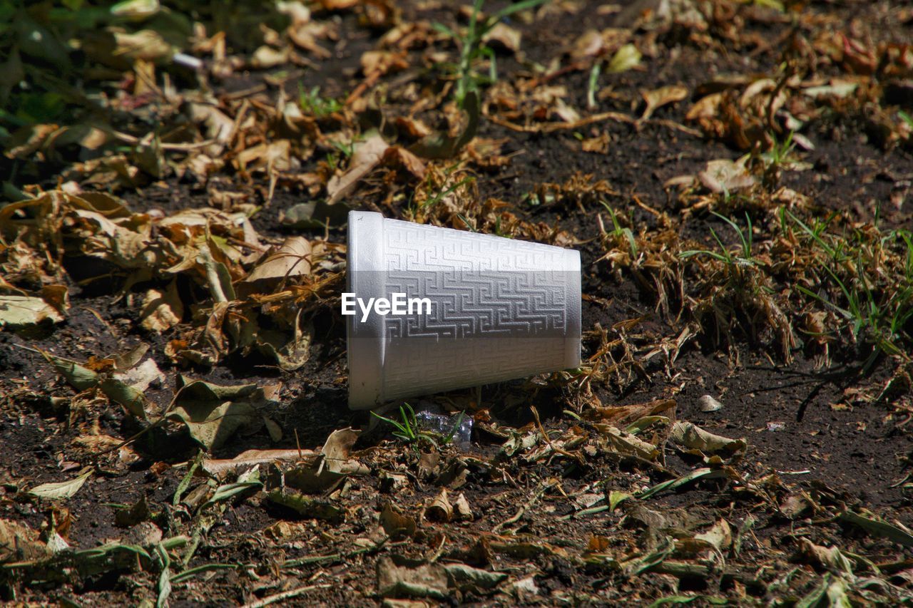 Styrofoam cup in a bed of leaves