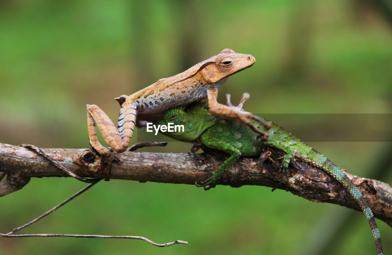 animal themes, animal, animal wildlife, reptile, one animal, wildlife, branch, lizard, tree, nature, no people, plant, environment, anole, close-up, side view, outdoors, chameleon, focus on foreground, forest, green, wall lizard, full length