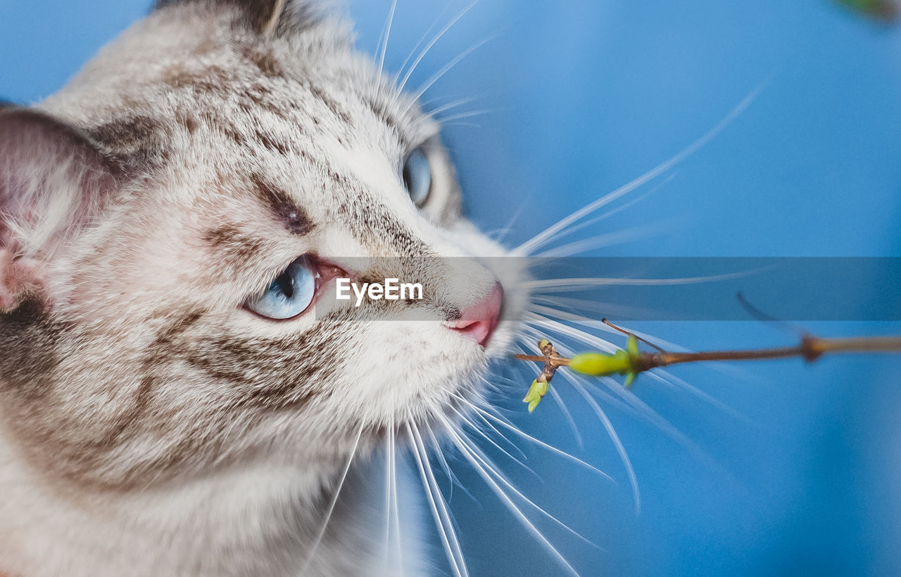 A white cat with blue eyes analyses the fresh leaves on a twig. portrait of a siamese dot lynx 