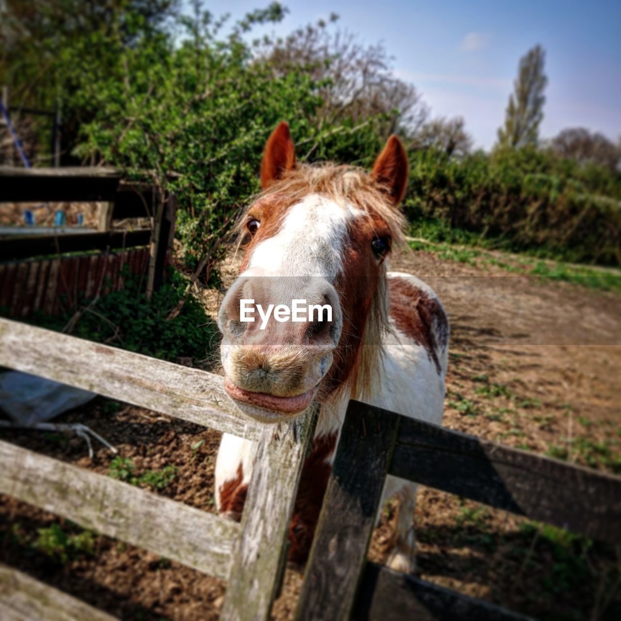 Close-up of horse on field