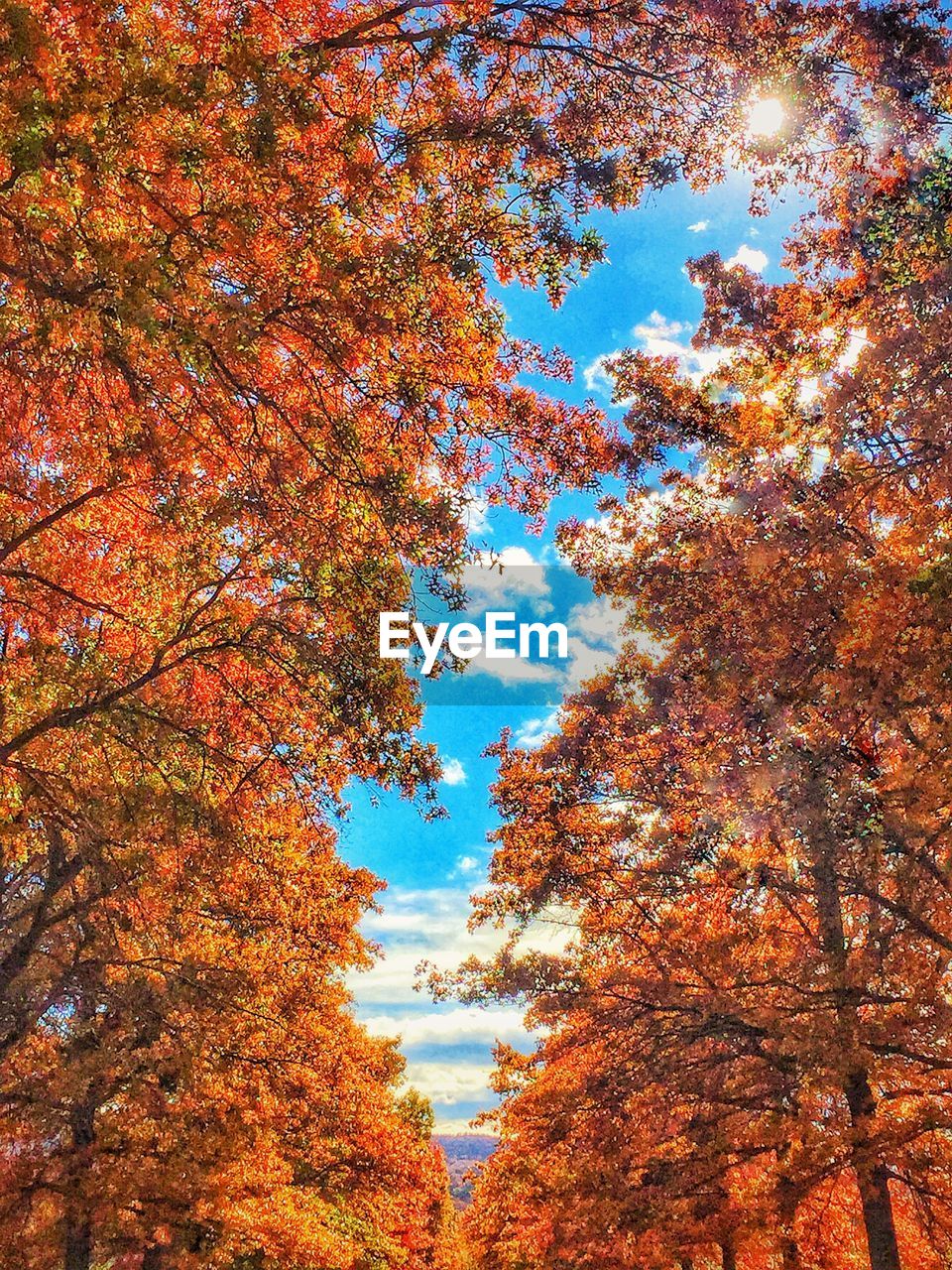 CLOSE-UP OF TREES AGAINST SKY