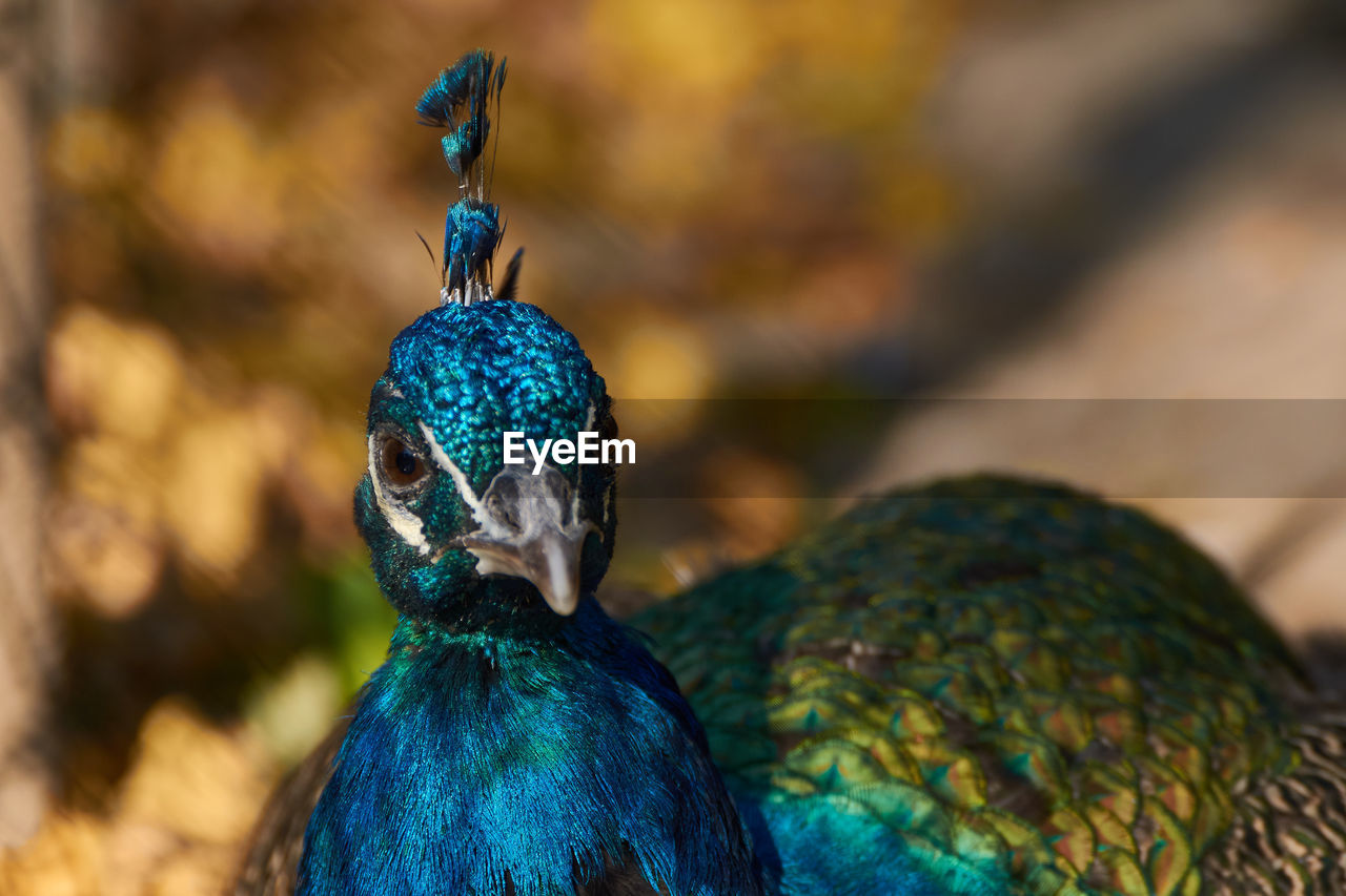 Close up portrait of a pavo cristatus, indian peafowl
