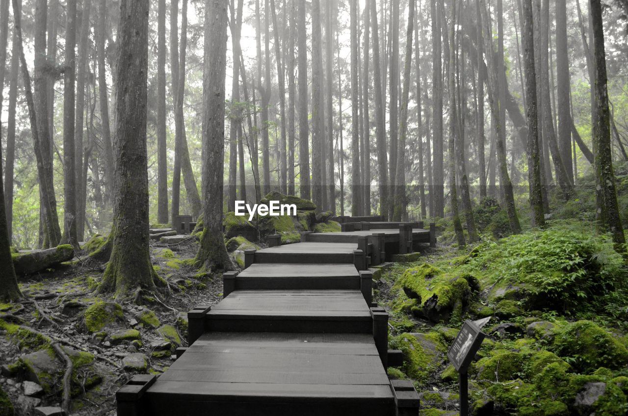 Walkway amidst trees in forest