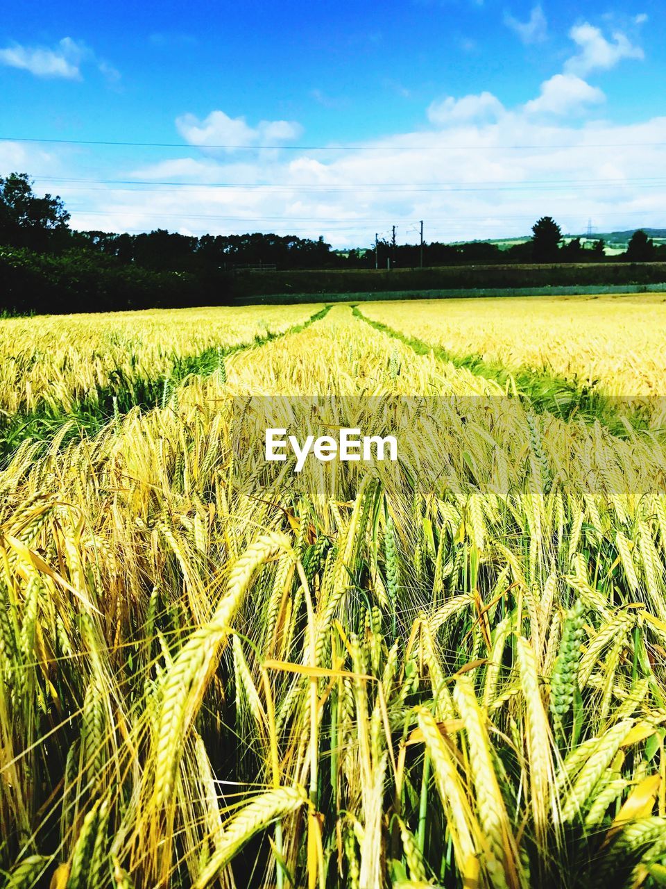 SCENIC VIEW OF WHEAT FIELD