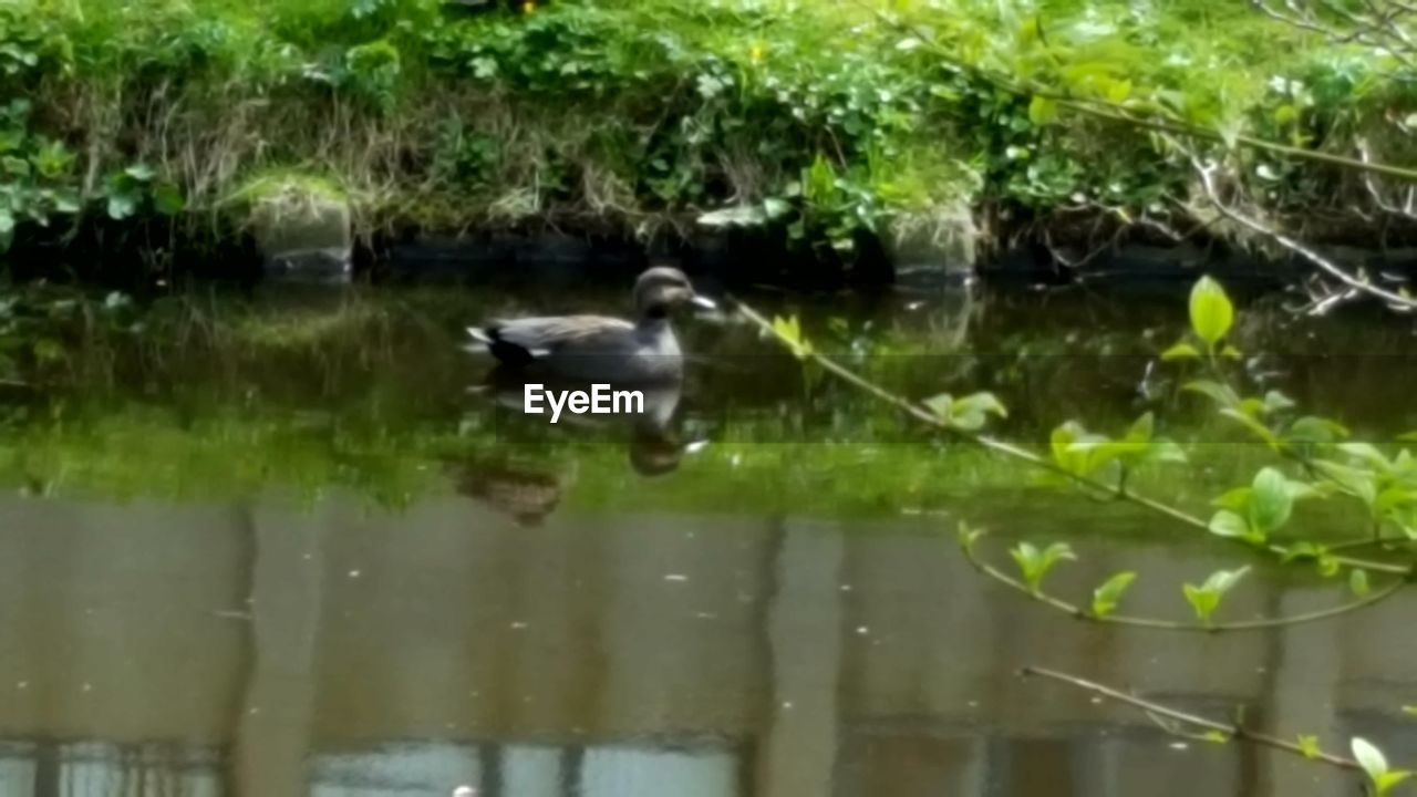 BIRDS IN THE LAKE