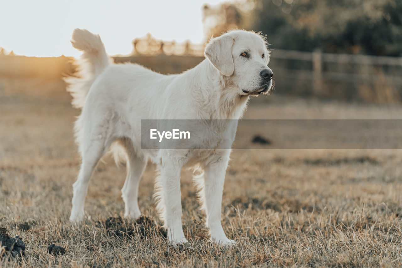 pet, mammal, animal, animal themes, dog, domestic animals, canine, one animal, retriever, golden retriever, nature, young animal, labrador retriever, grass, no people, standing, white, running, purebred dog, plant, outdoors, cute, carnivore