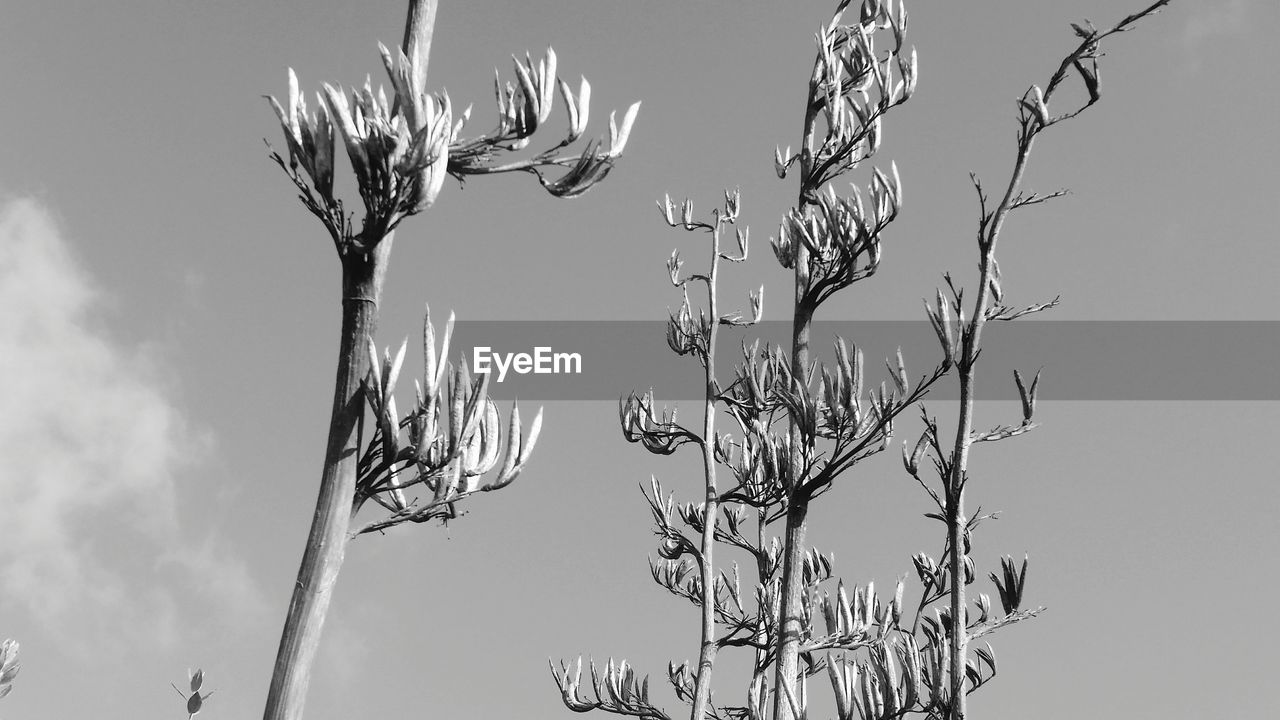 LOW ANGLE VIEW OF PLANT AGAINST CLEAR SKY