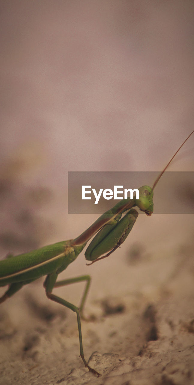 Animal Animal Antenna Animal Body Part Animal Head  Animal Themes Animal Wildlife Animals In The Wild Close-up Copy Space Day Focus On Foreground Green Color Insect Invertebrate Land Nature No People One Animal Outdoors Praying Mantis Selective Focus