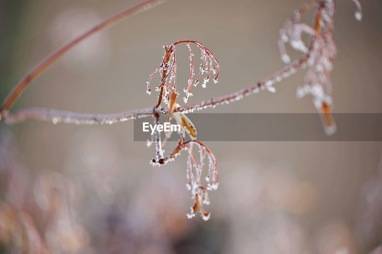 CLOSE-UP OF PLANT ON SNOW