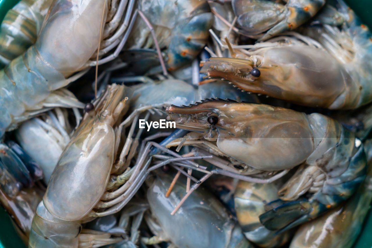 HIGH ANGLE VIEW OF FISH FOR SALE AT MARKET